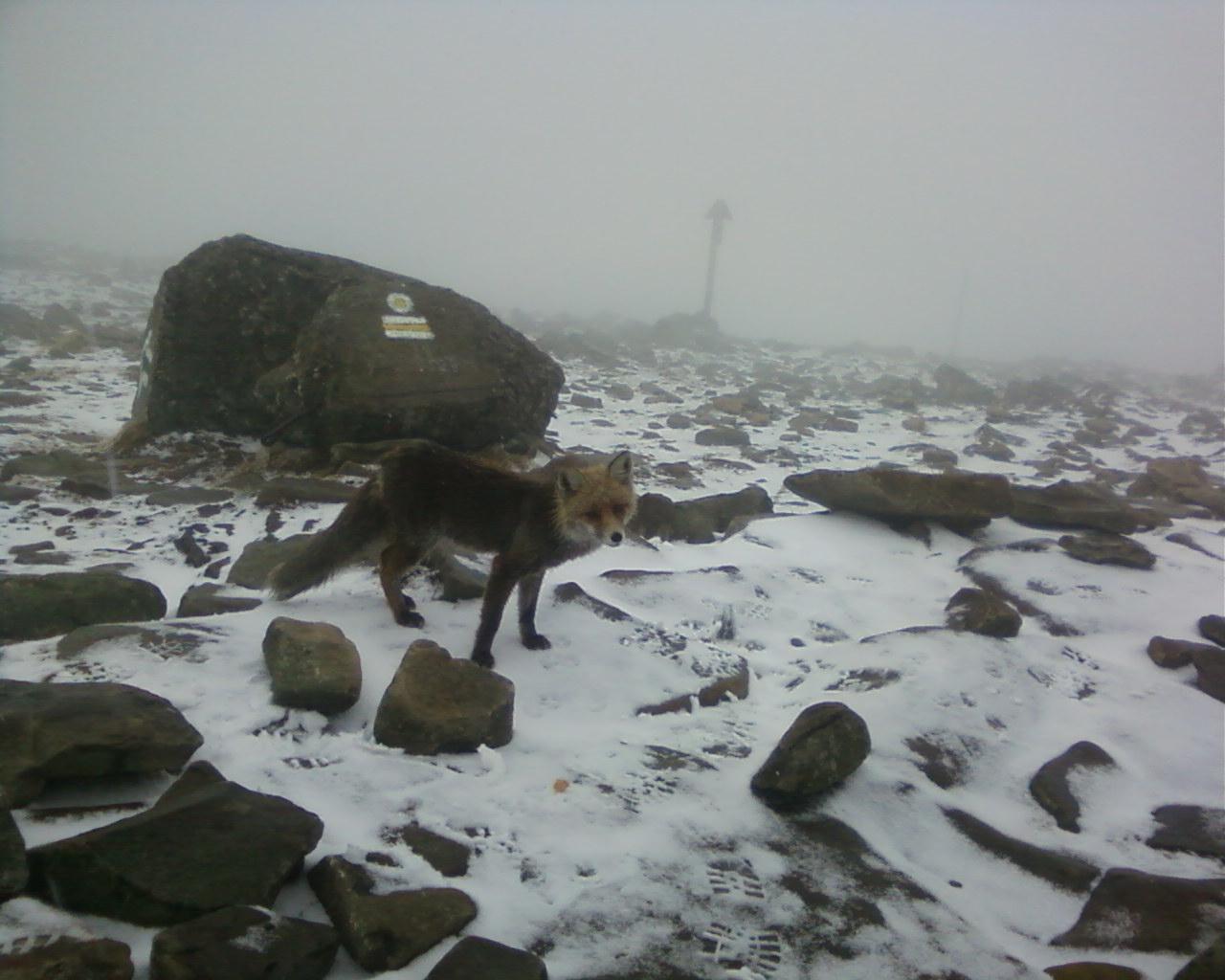 Lis na Babiej Górze